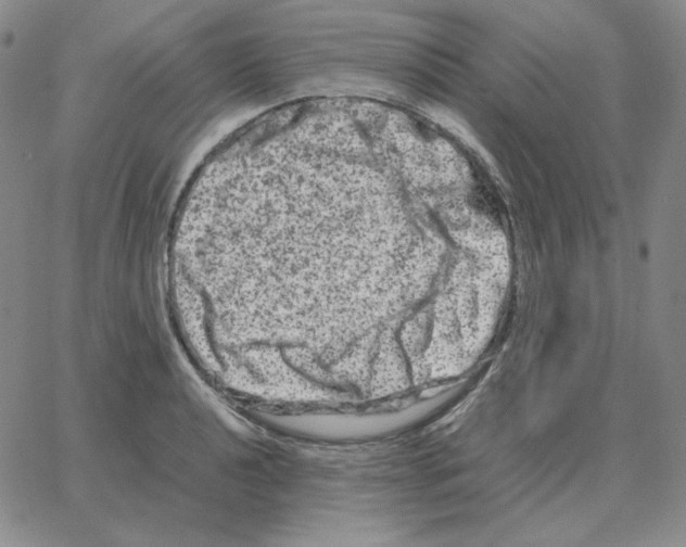 X0000064771040200603131429