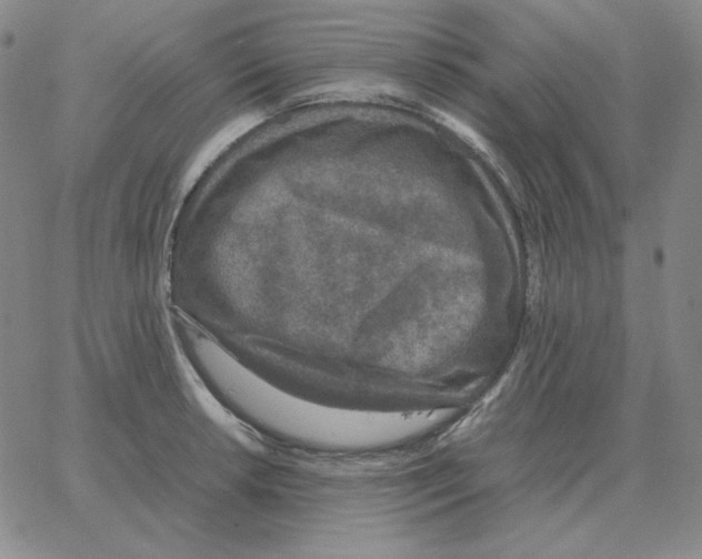 X0000064771042200603131429