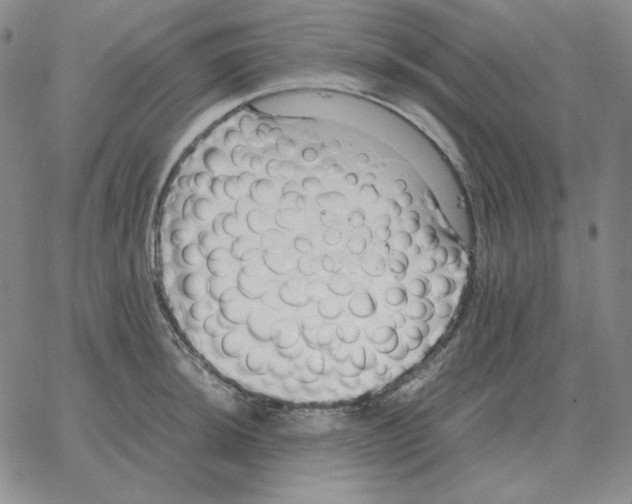 X0000064771044200603131429