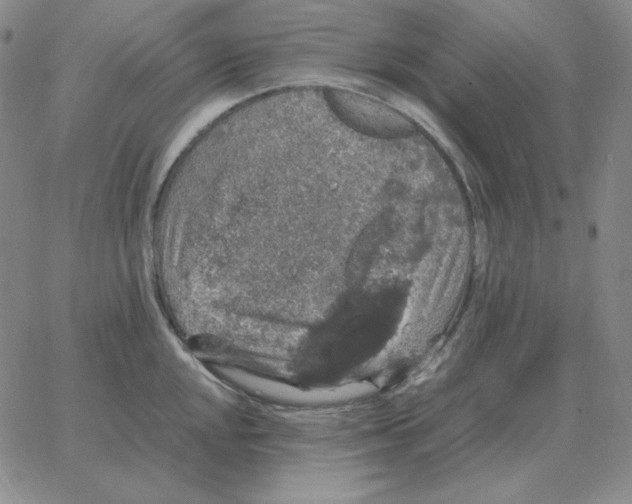 X0000064771048200603131429