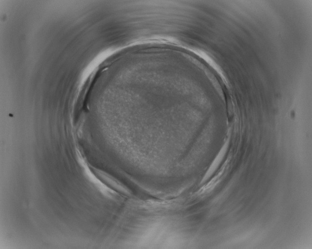 X0000064771054200603131429