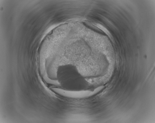 X0000064771055200603131429