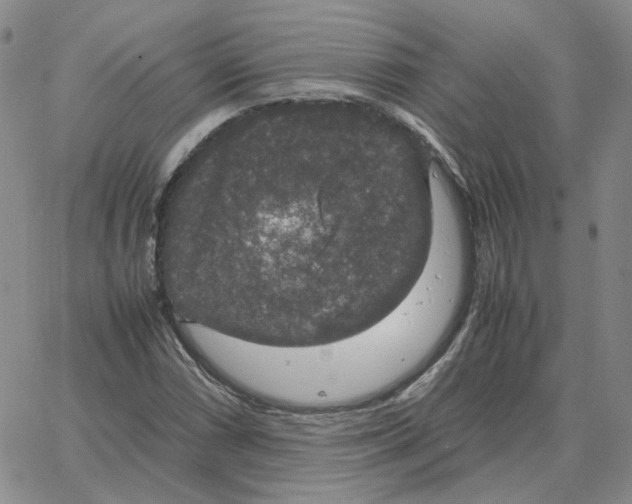 X0000064771066200603131428