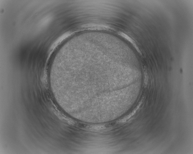 X0000064771074200603131428