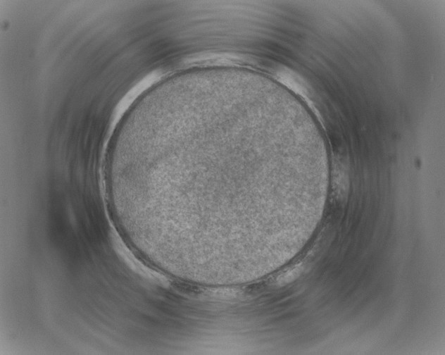 X0000064771090200603131428