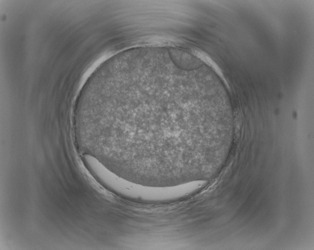 X0000064771091200603131428