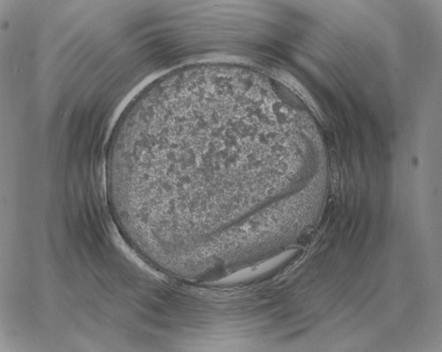 X0000064771092200603131428