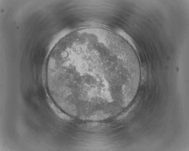 X0000064771098200603131427