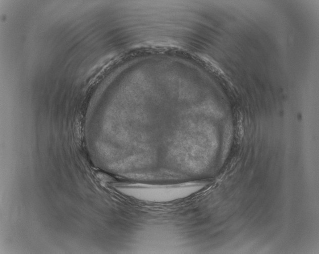 X0000064771110200603131427