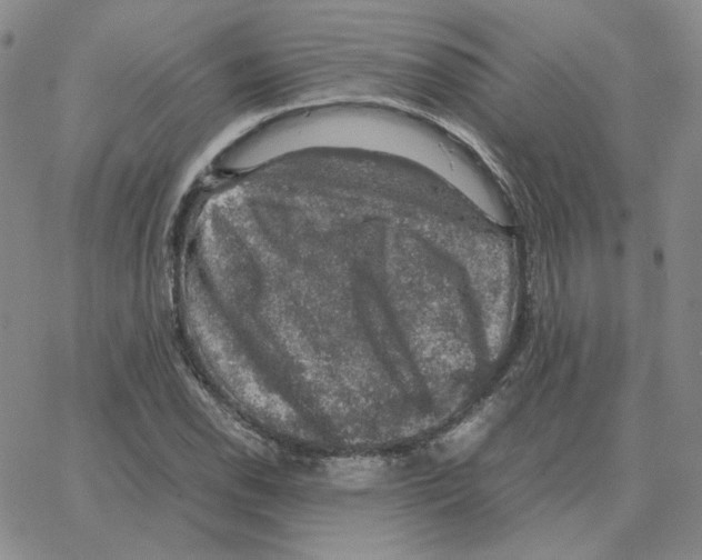 X0000064771118200603131427