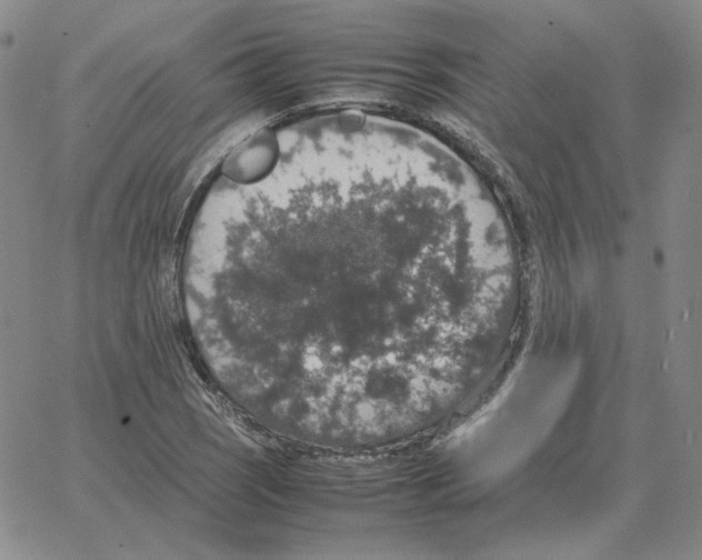 X0000064771121200603131427