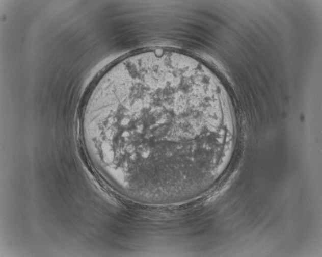 X0000064771125200603131427