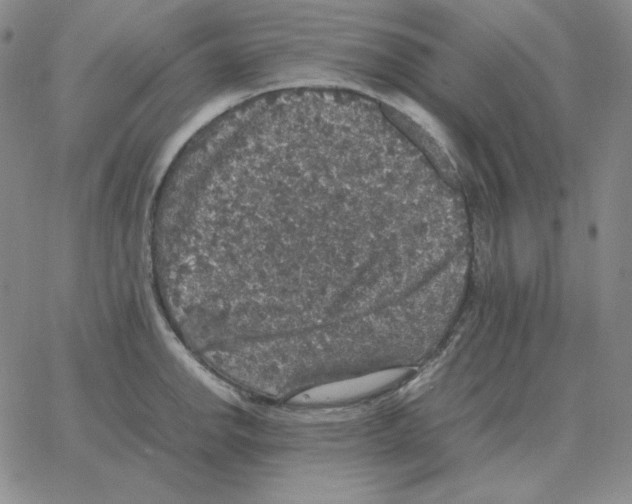 X0000064771142200603131427