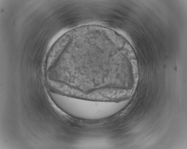 X0000064771151200603131427