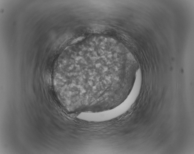 X0000064771155200603131426