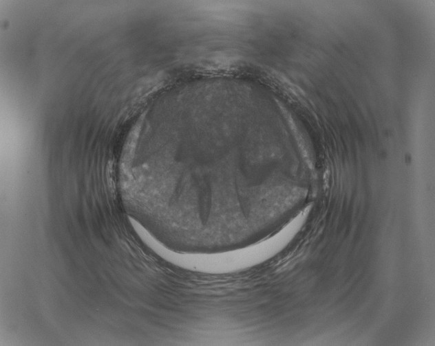 X0000064771156200603131426