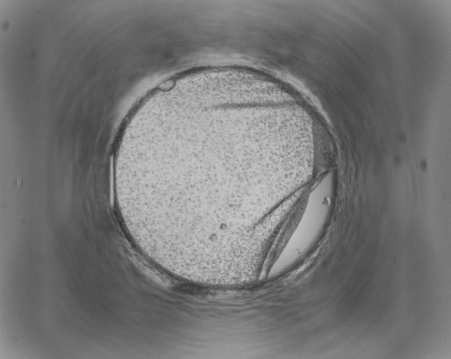 X0000064771175200603131426