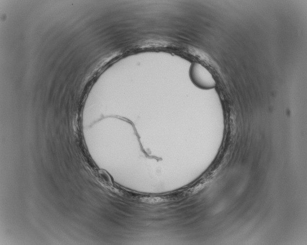 X0000064771217200603131425