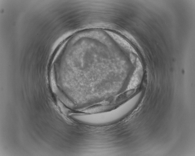 X0000064771230200603131425