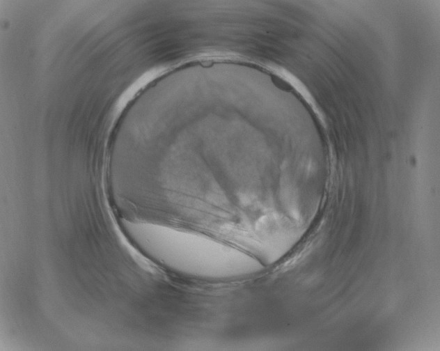 X0000064771245200603131426