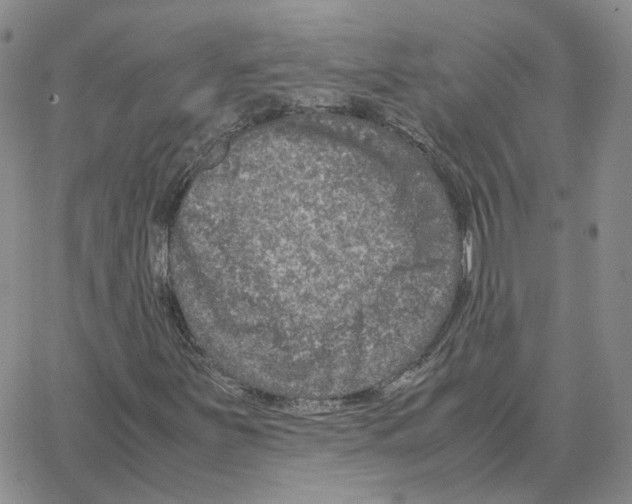 X0000064771251200603131425