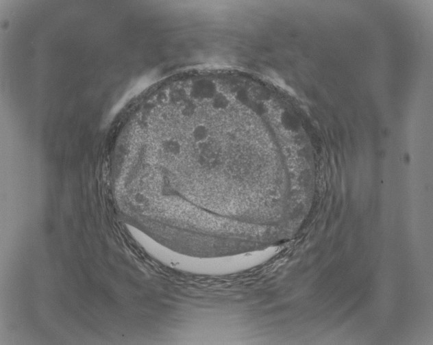 X0000064771255200603131425