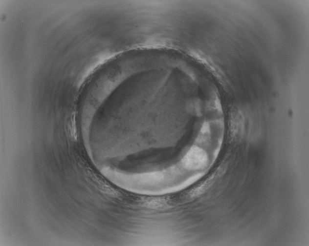 X0000064771262200603131425