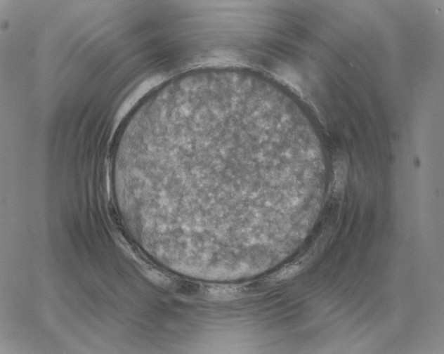 X0000064771274200603131425