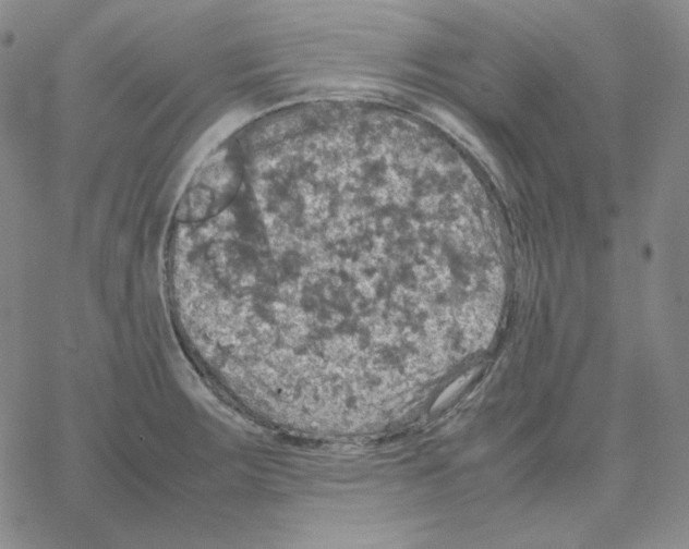 X0000064771283200603131424