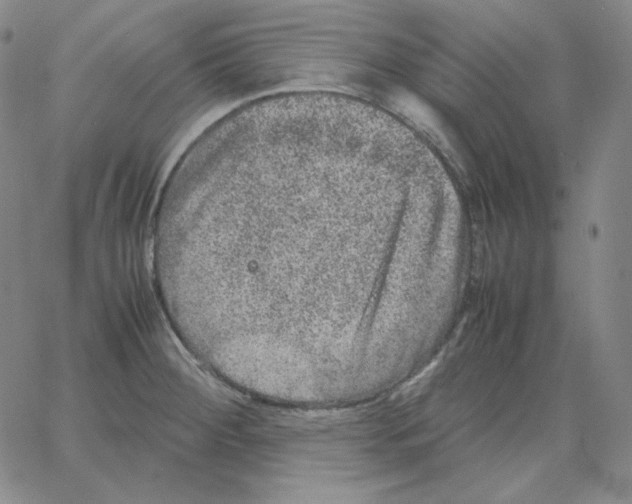 X0000064771284200603131424