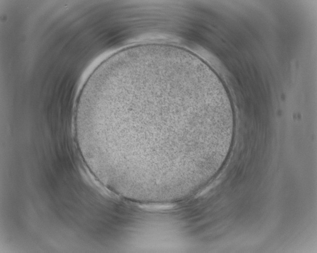 X0000064771296200603131424