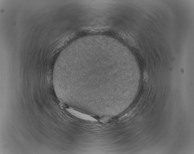 X0000064771300200603131423