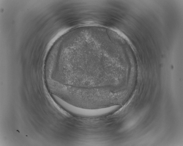 X0000064771333200603131424