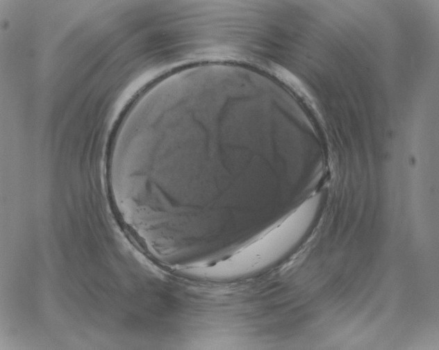 X0000064771334200603131424