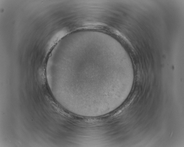 X0000064771362200603131423