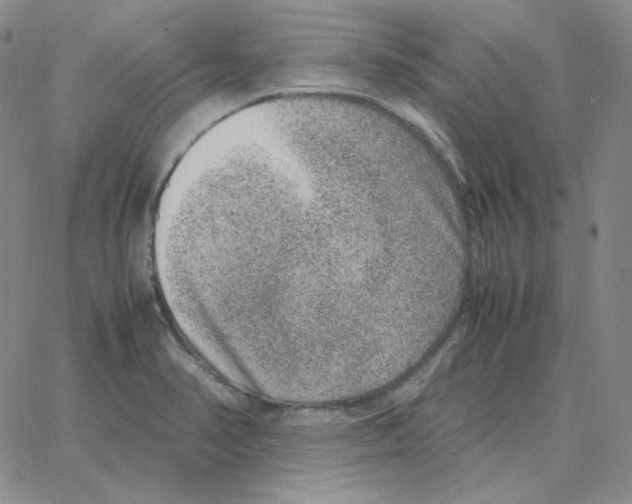 X0000064771374200603131423