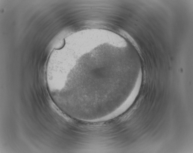 X0000064771386200603131423