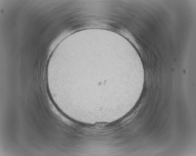 X0000064771387200603131423