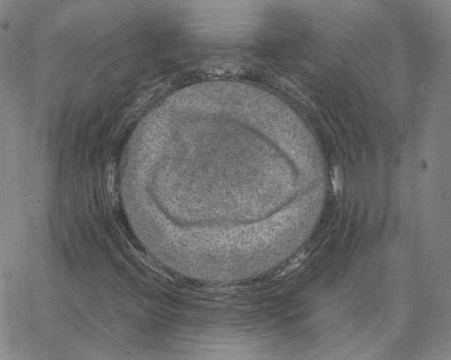 X0000064771396200603131422