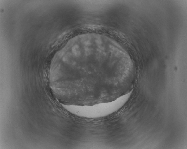 X0000064771397200603131422