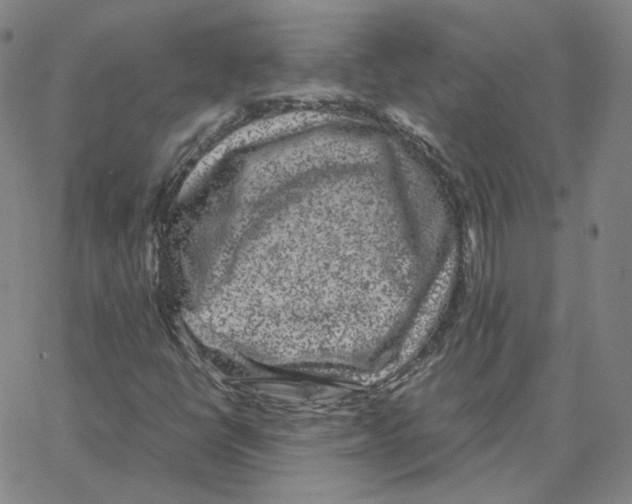 X0000064771398200603131422