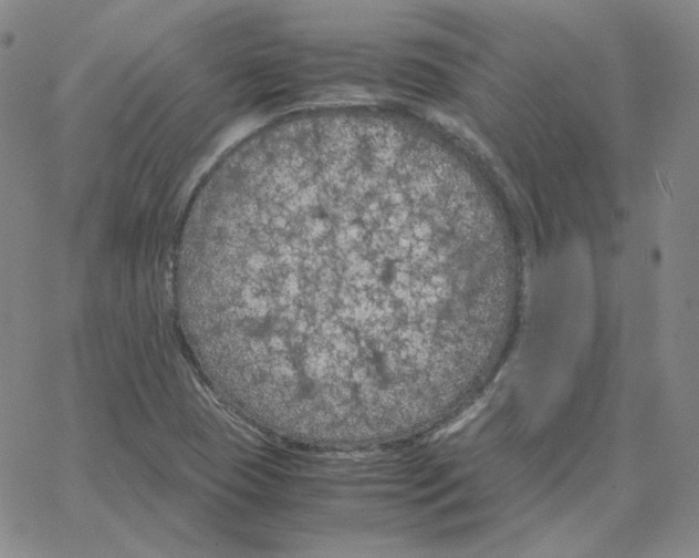 X0000064771409200603131422