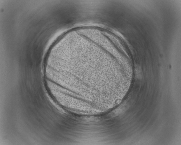 X0000064771416200603131422