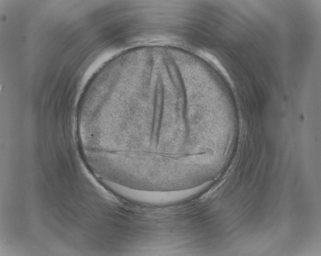 X0000064771424200603131422