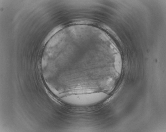 X0000064771425200603131422