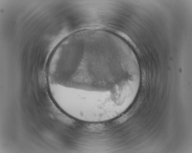 X0000064771466200603131421