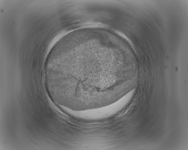 X0000064771467200603131421