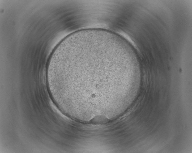 X0000064771468200603131421