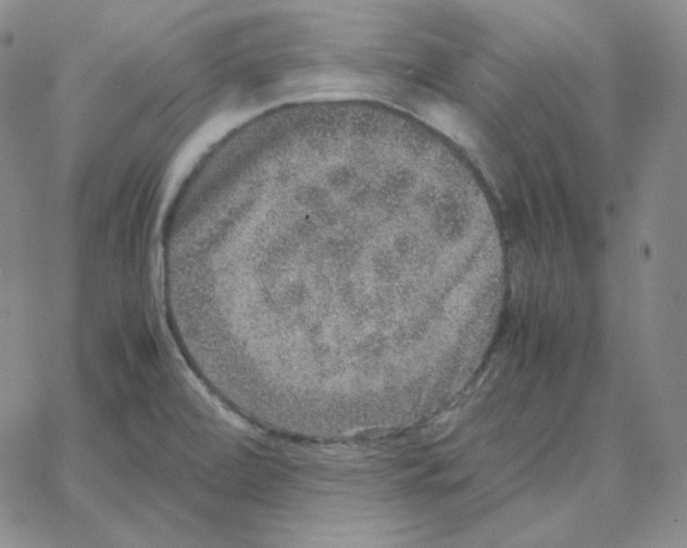 X0000064771472200603131421