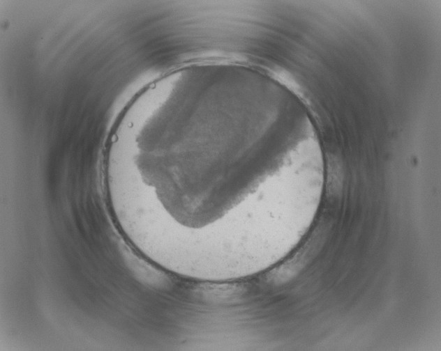 X0000064771474200603131421